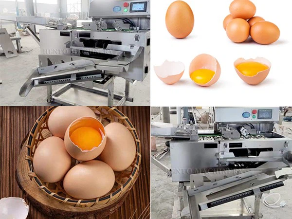 Egg Yolk Separator Egg Yolk Separator